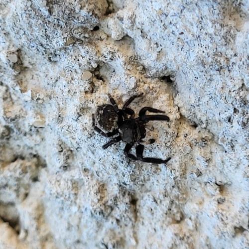 Réf. 342 548 : Pseudeuophrys erratica